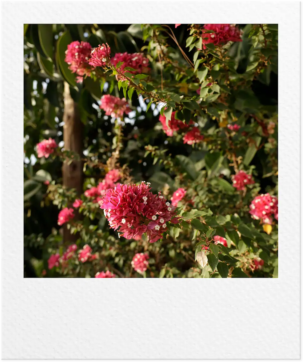 finca 2